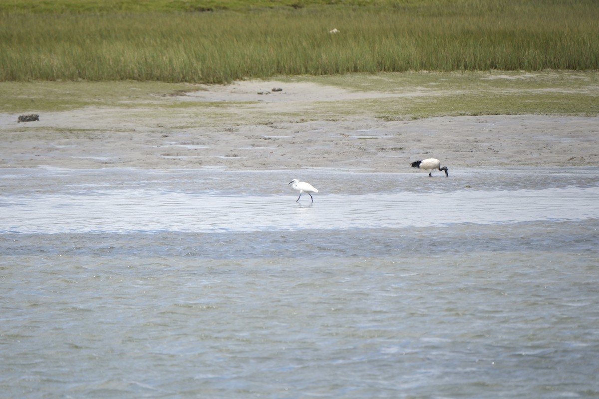 Aigrette garzette - ML645670050