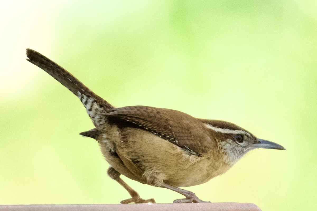 Carolina Wren - ML645670051