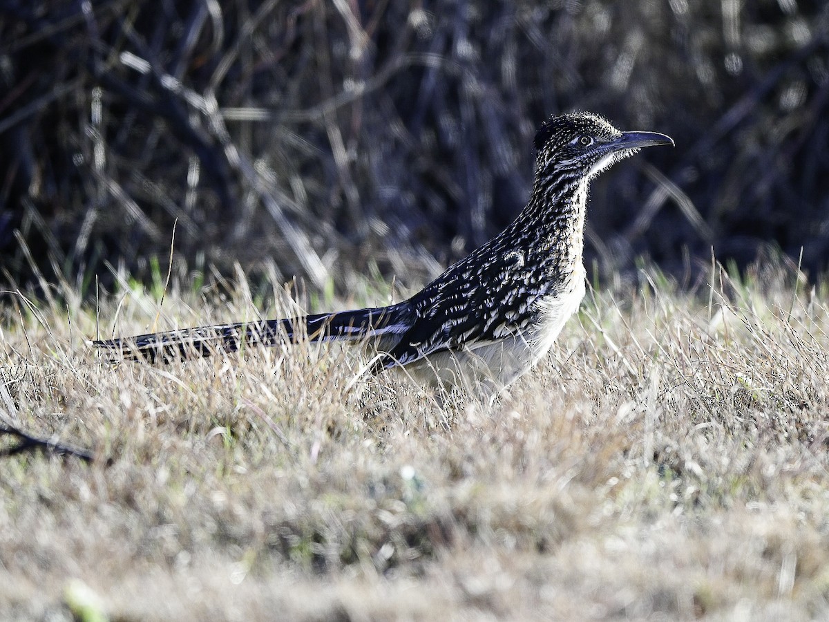 Greater Roadrunner - ML645670052