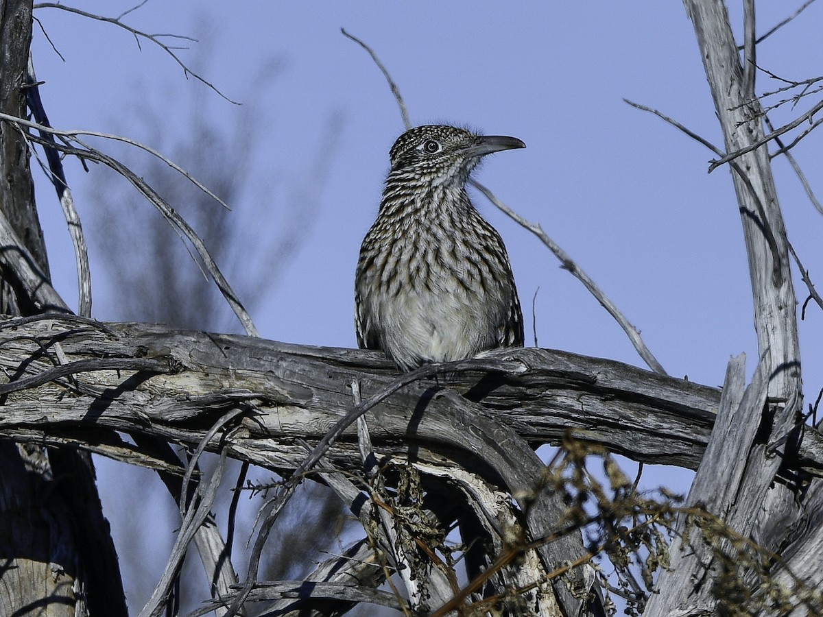 Greater Roadrunner - ML645670053