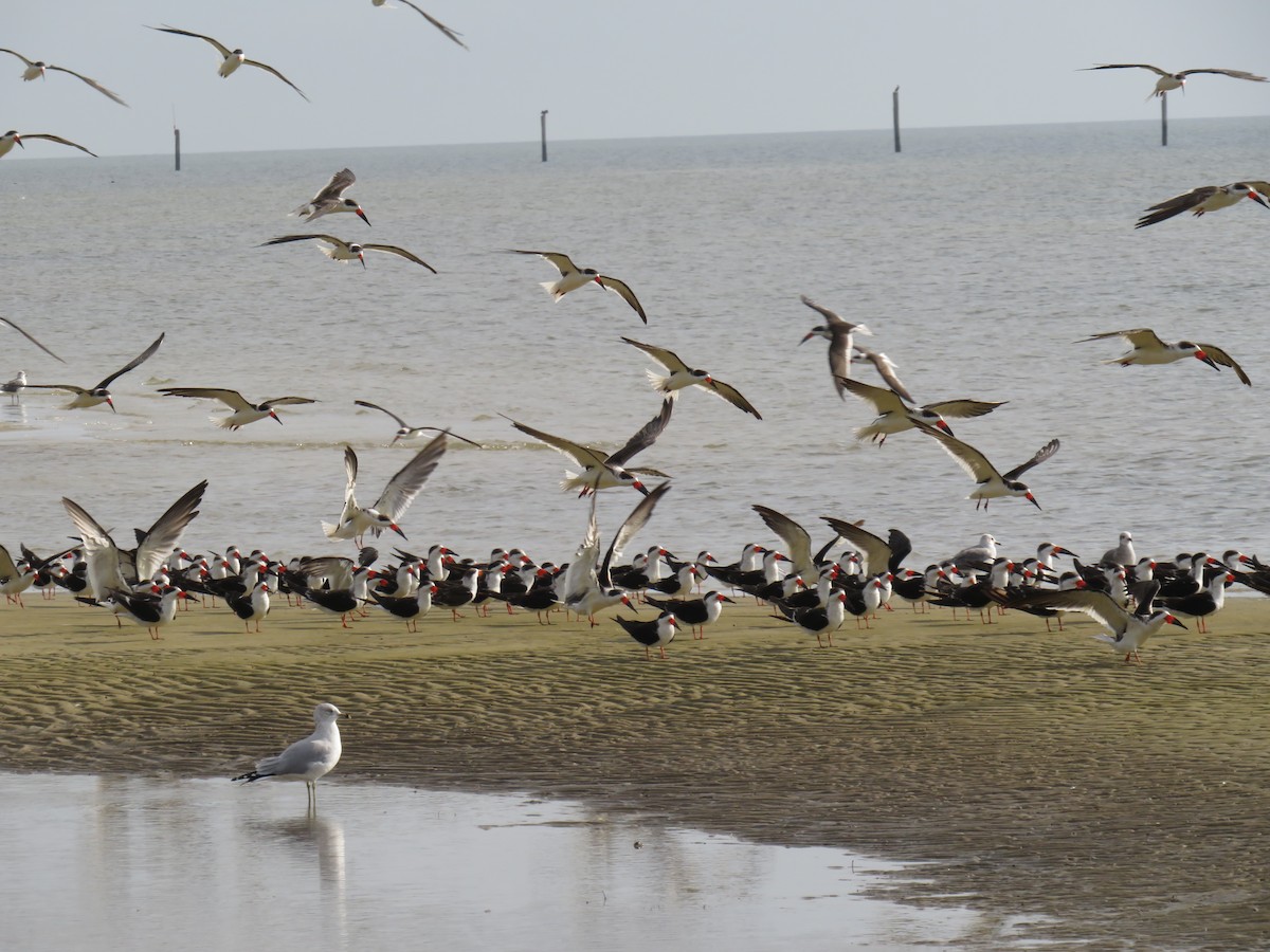 Black Skimmer - ML645670054