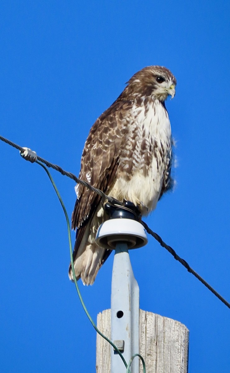 Red-tailed Hawk - ML645670055