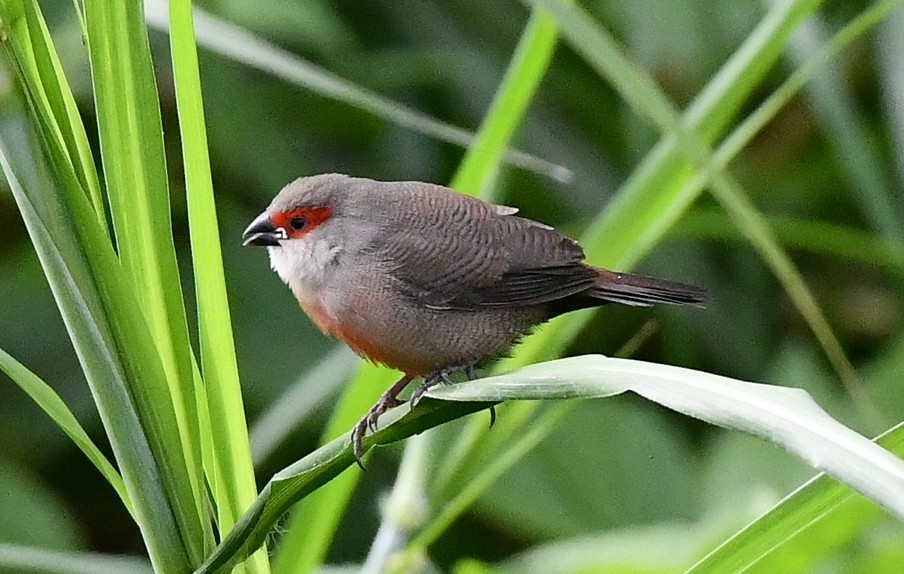 Common Waxbill - ML645670056