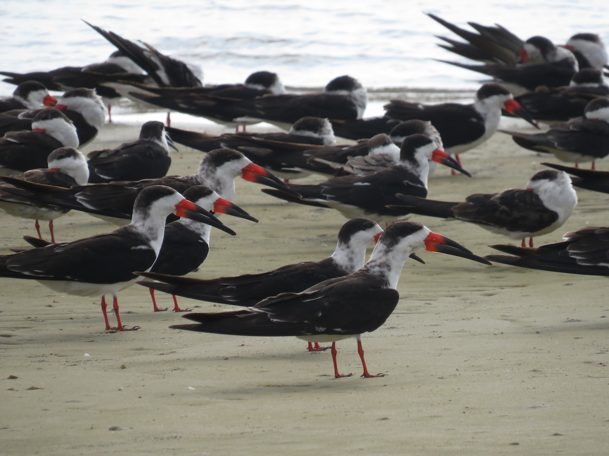 Black Skimmer - ML645670061