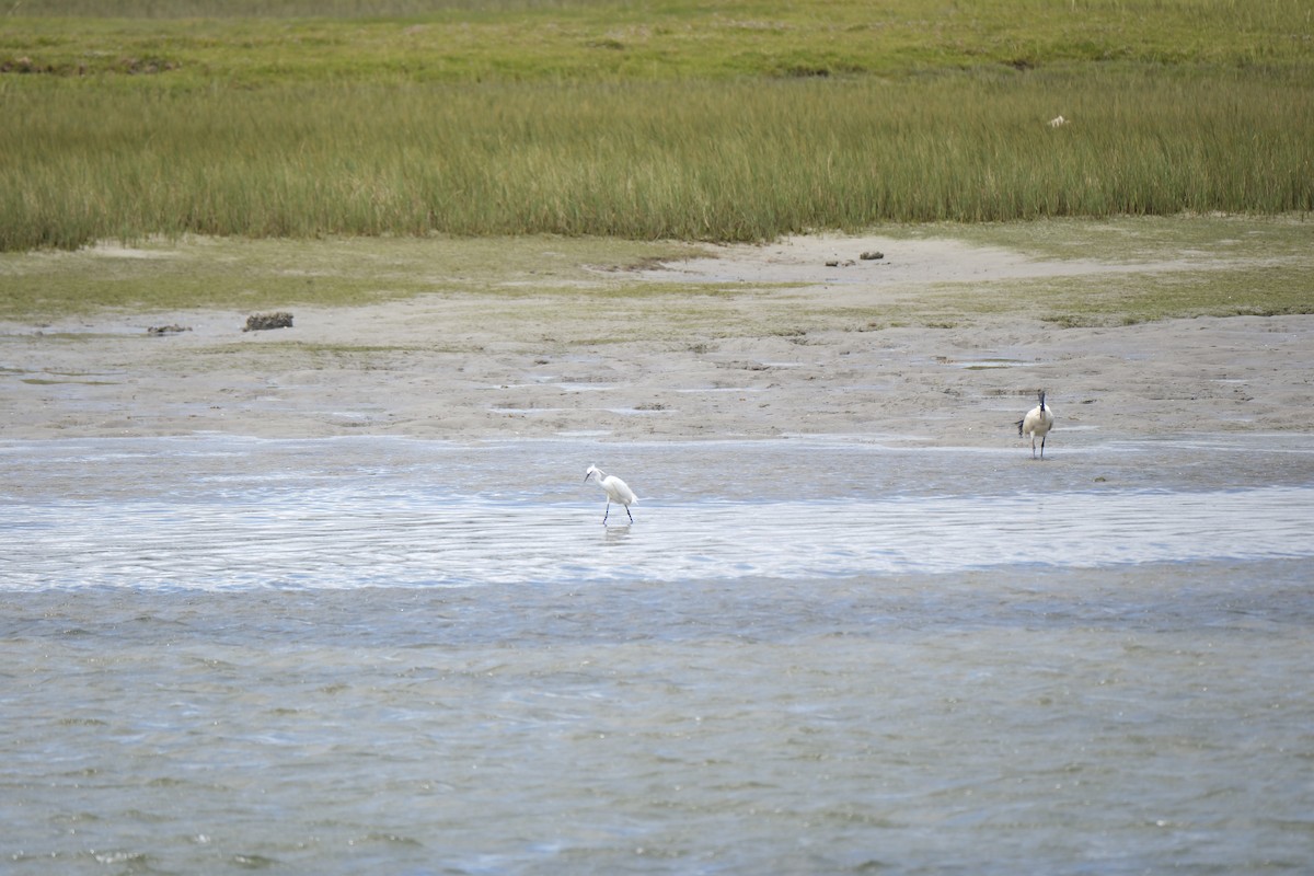 Aigrette garzette - ML645670062