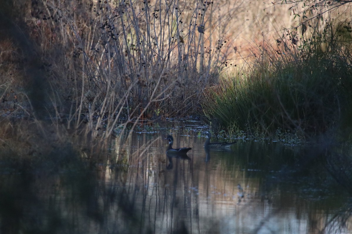 Wood Duck - ML645670071