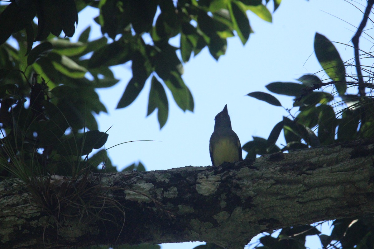 Great Crested Flycatcher - ML645670084