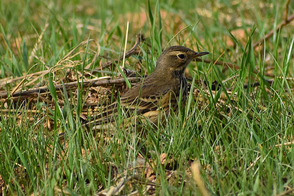 American Pipit - ML645670087