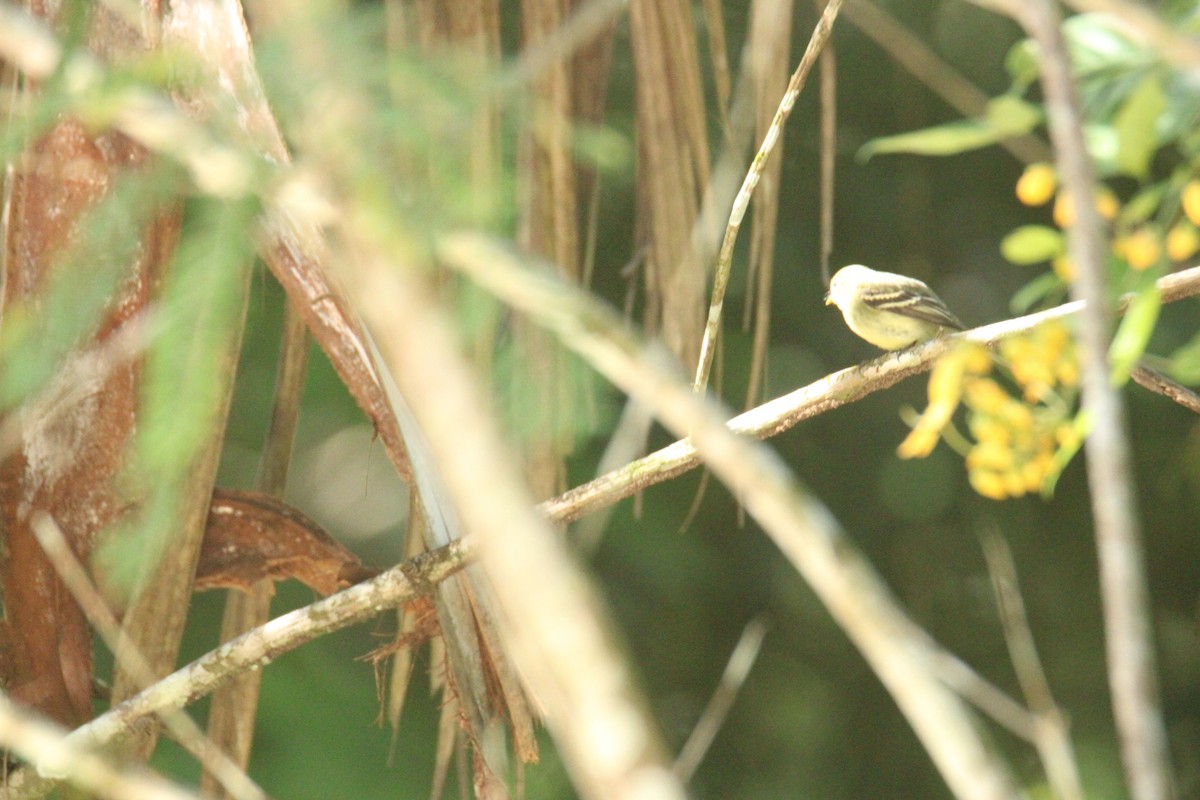 Yellow-bellied Flycatcher - ML645670110