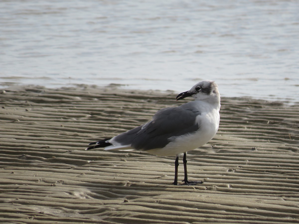 Laughing Gull - ML645670112