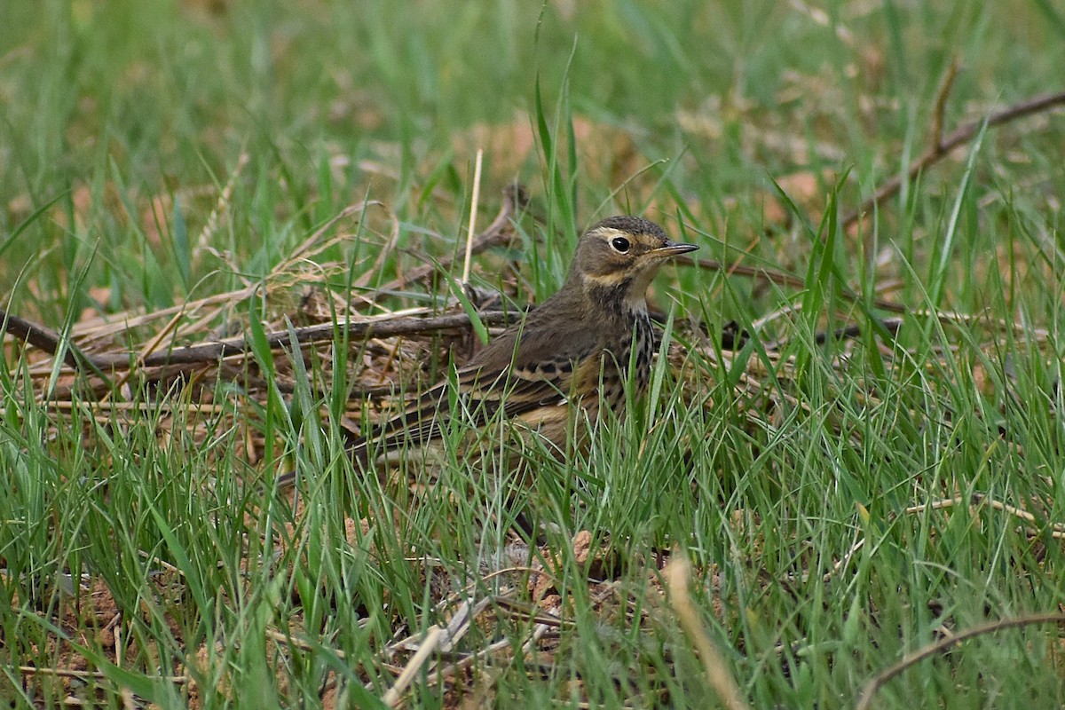 American Pipit - ML645670117