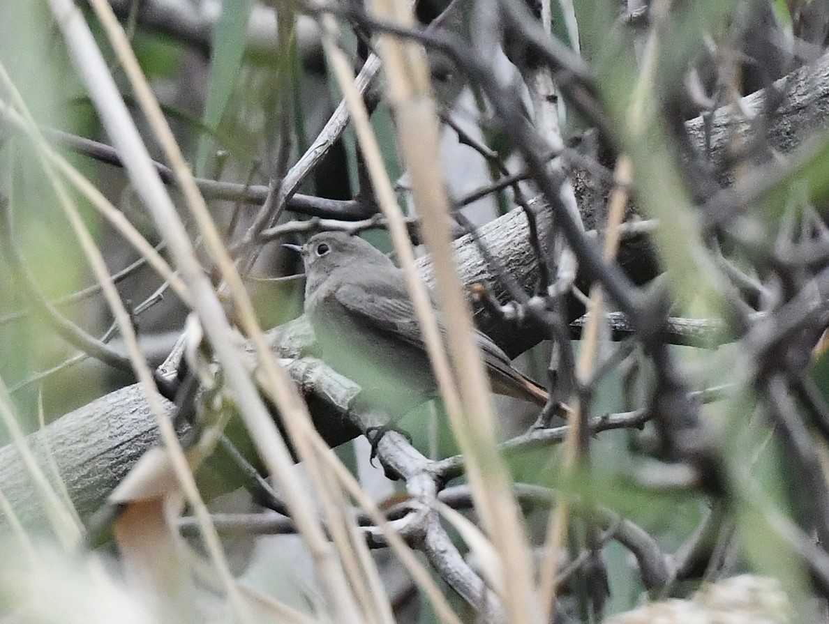 Black Redstart - ML645670119