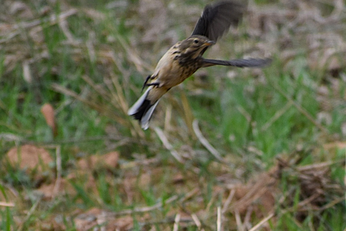 American Pipit - ML645670122