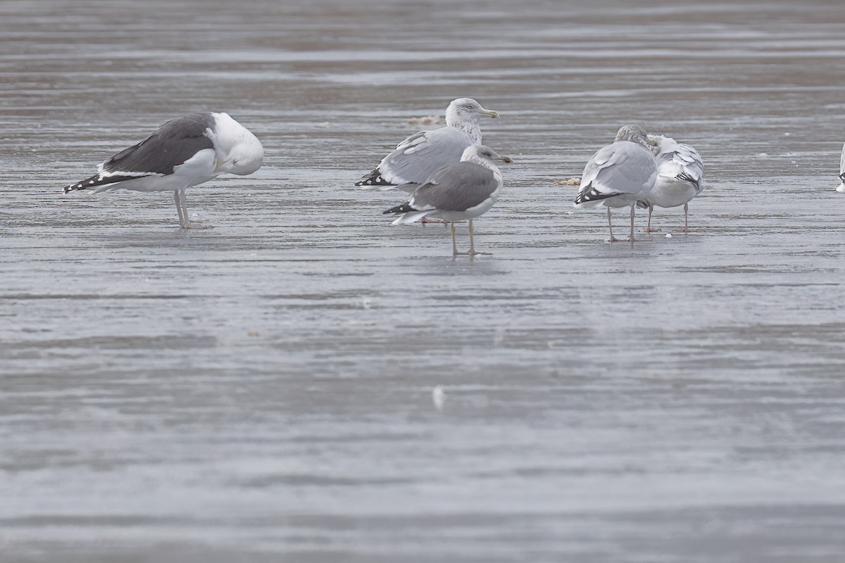Lesser Black-backed Gull - ML645670124