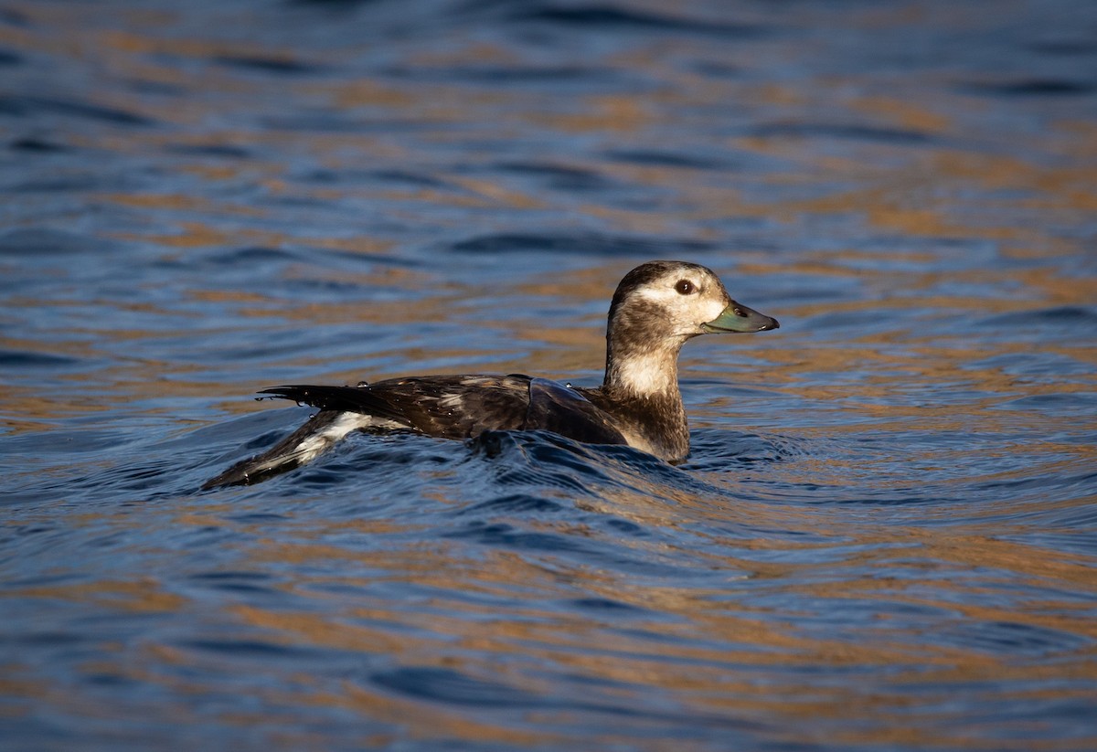 Long-tailed Duck - ML645670128