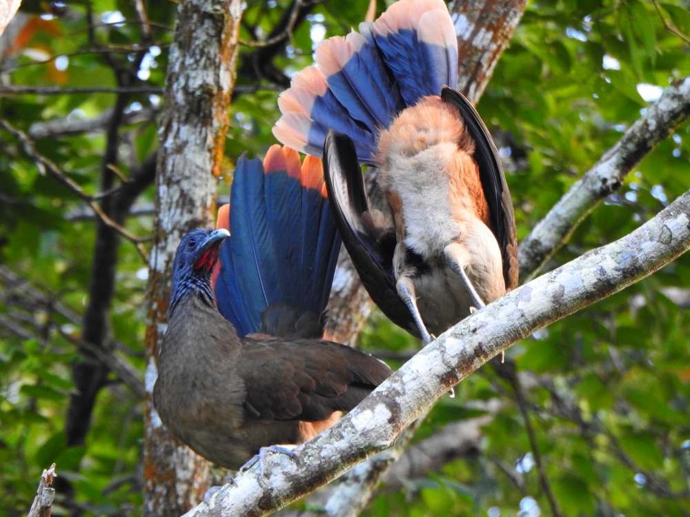 Чачалака рудогуза - ML645670131