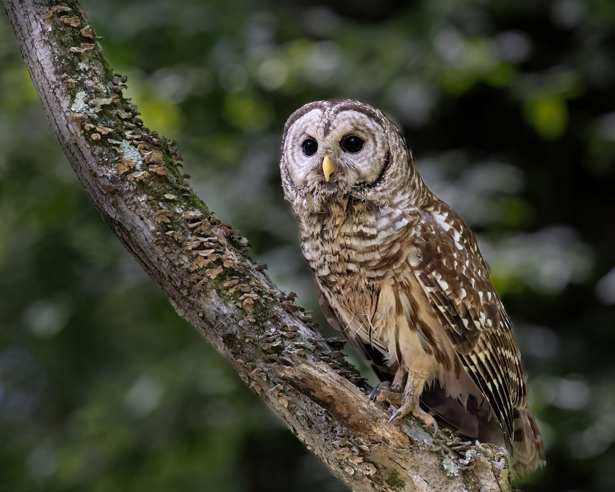 アメリカフクロウ - ML645670132