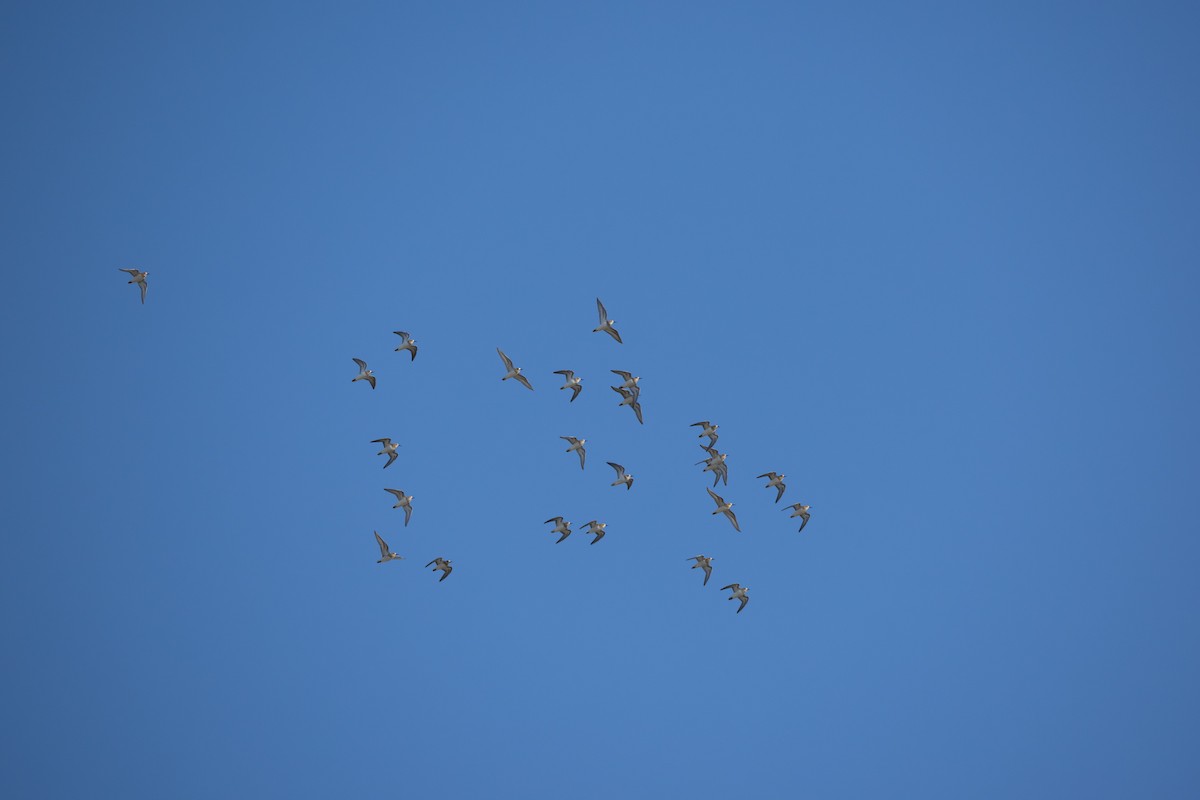 Baird's Sandpiper - ML645670133