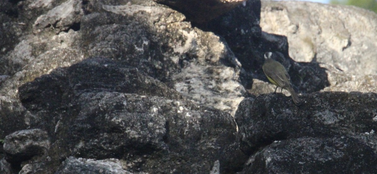 Sosyal Tiran [texensis grubu] - ML645670135