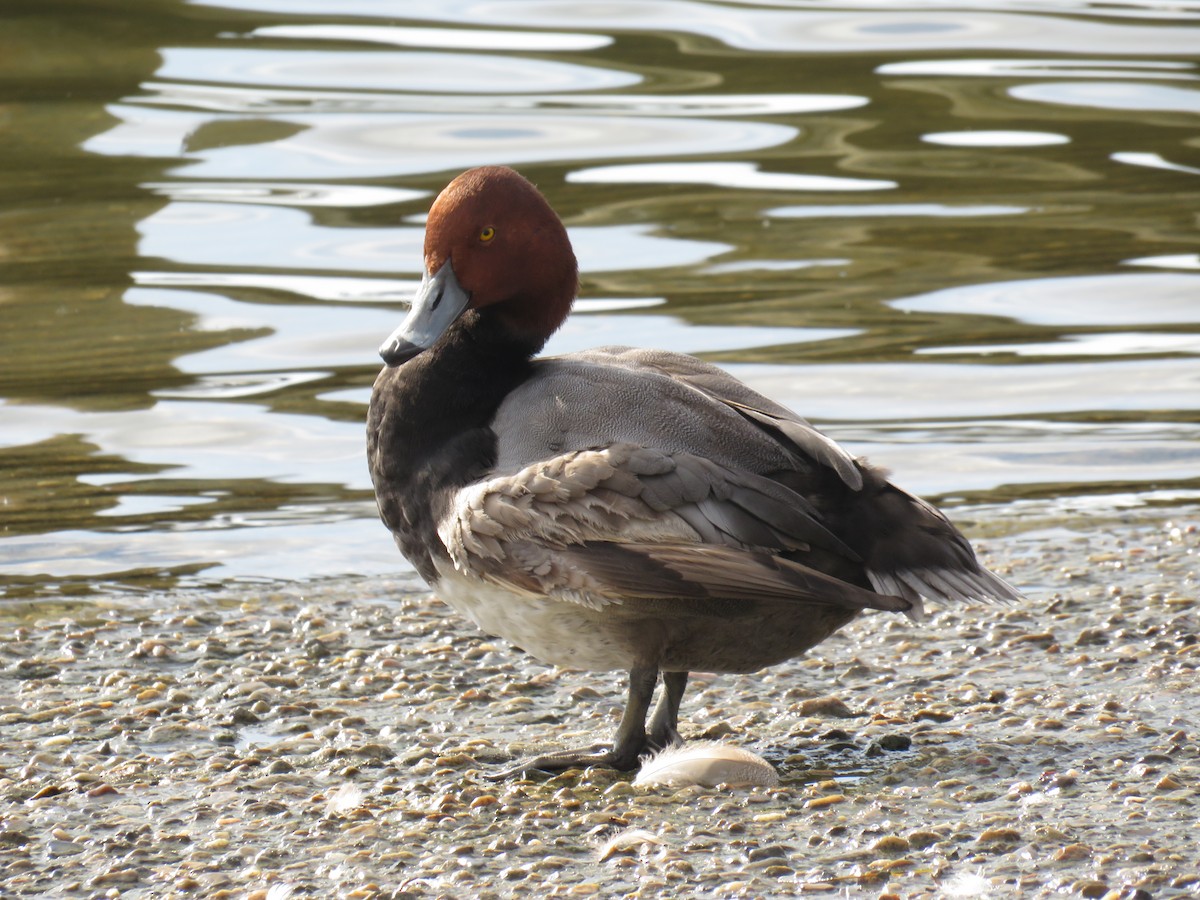 Redhead - ML645670136