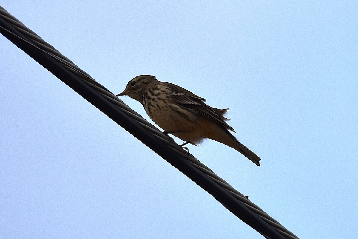 American Pipit - ML645670141