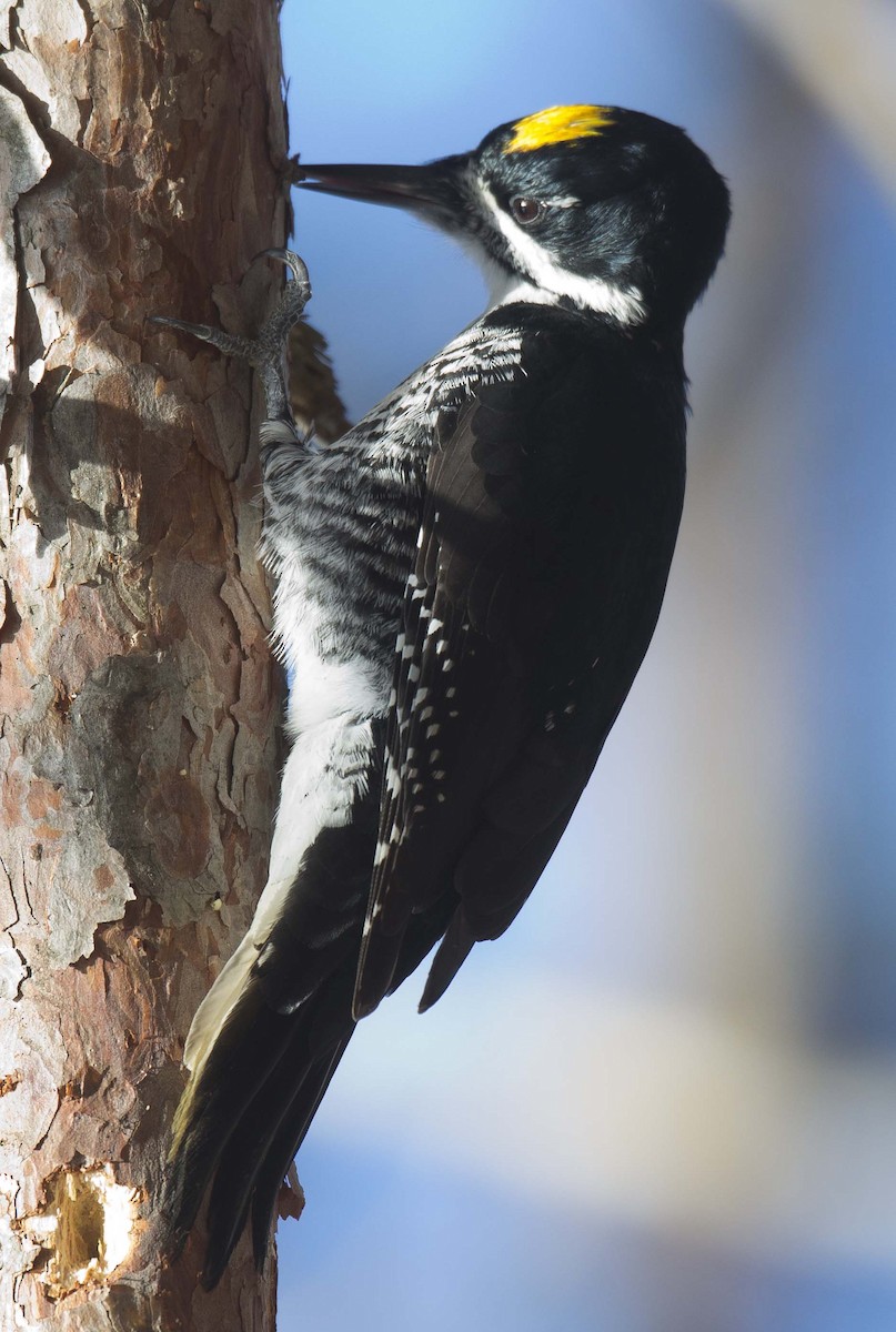 Black-backed Woodpecker - ML645670142