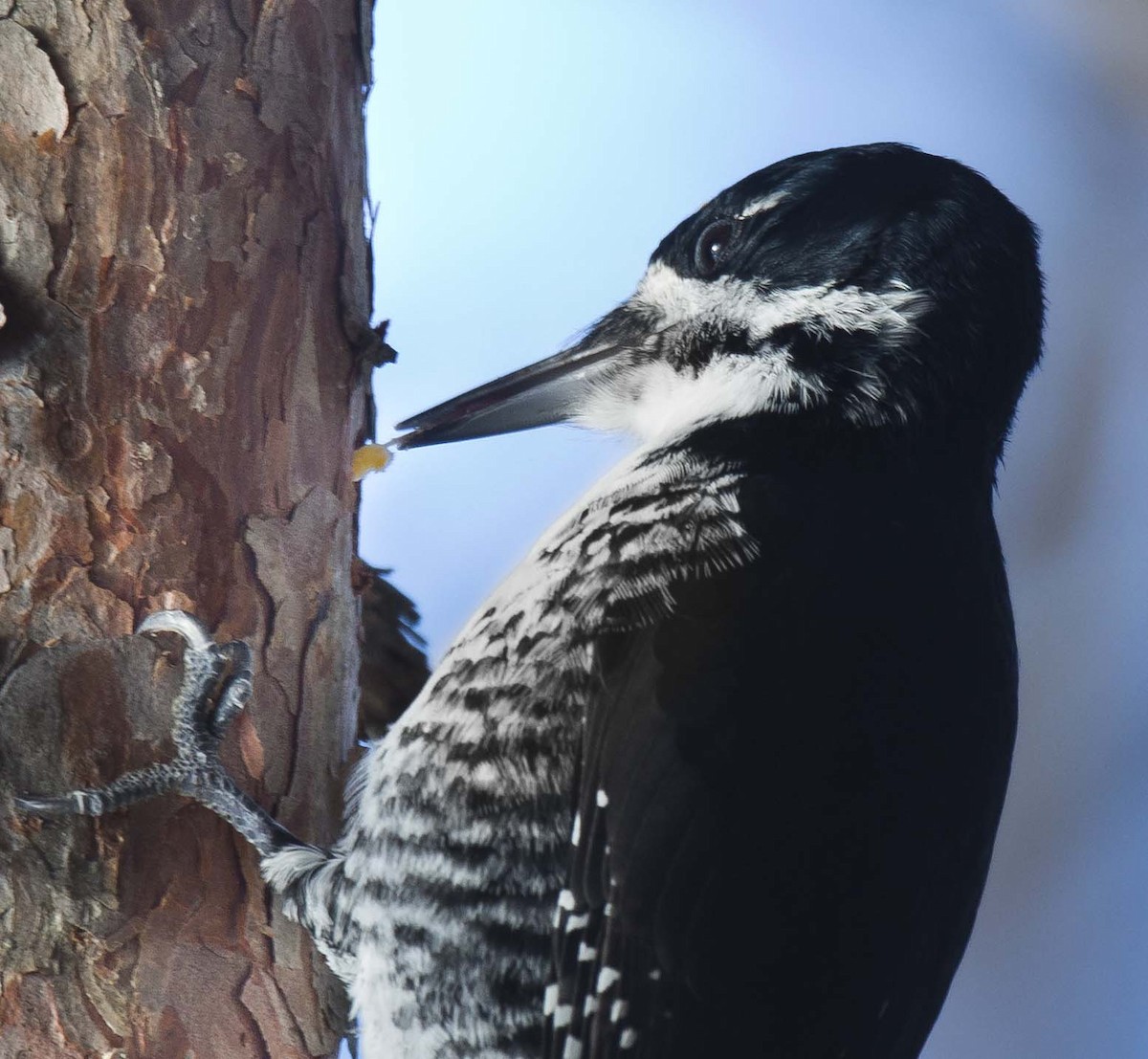 Black-backed Woodpecker - ML645670143