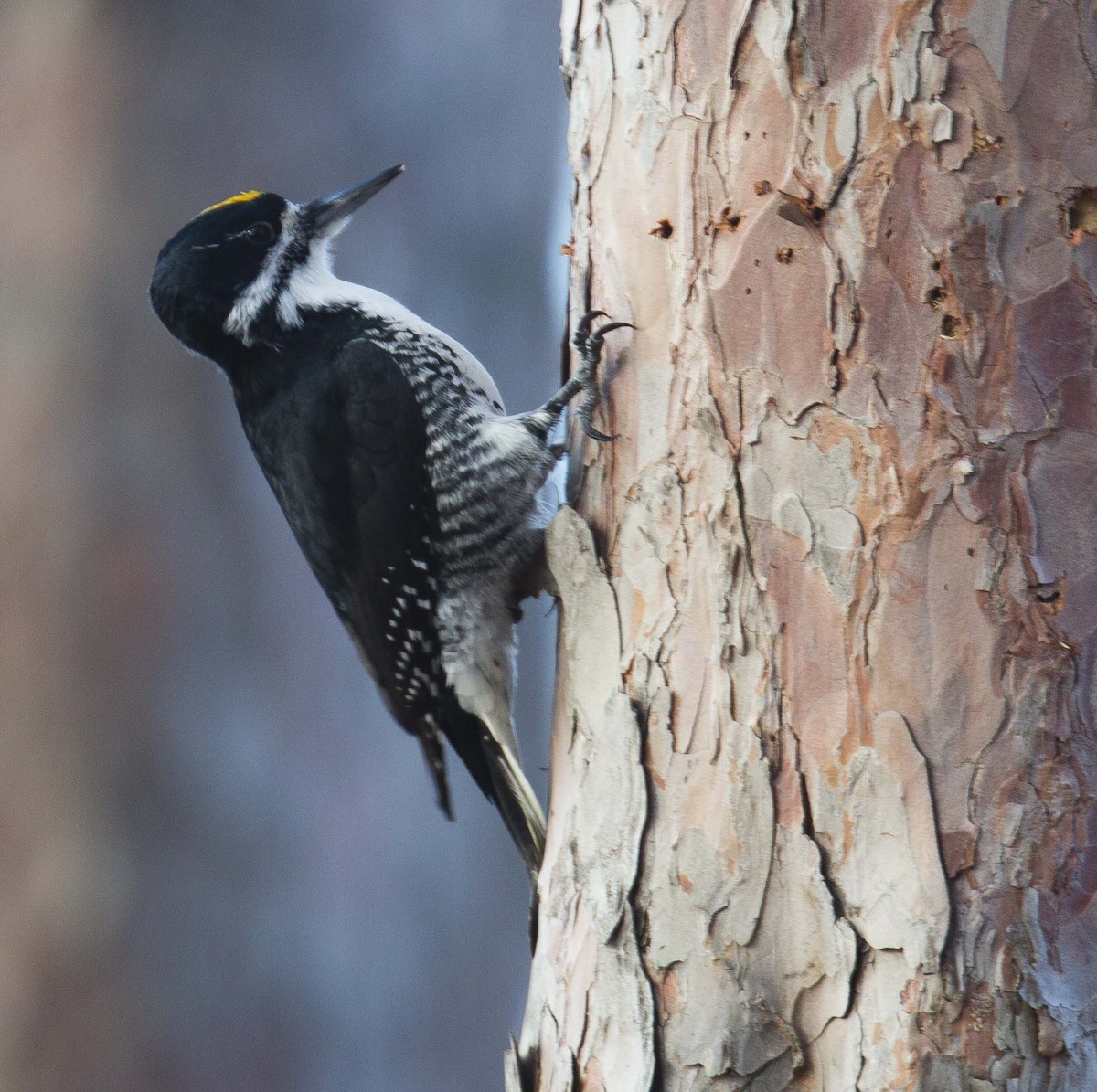 Black-backed Woodpecker - ML645670144