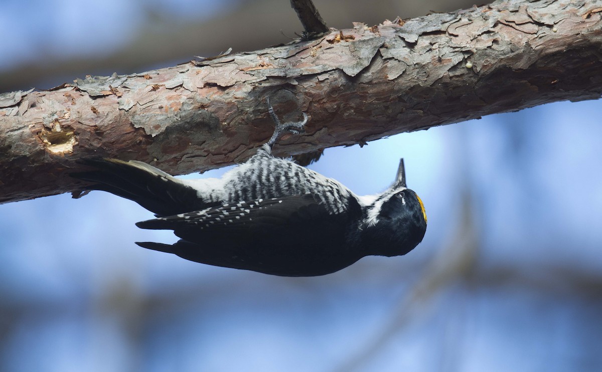 Black-backed Woodpecker - ML645670145
