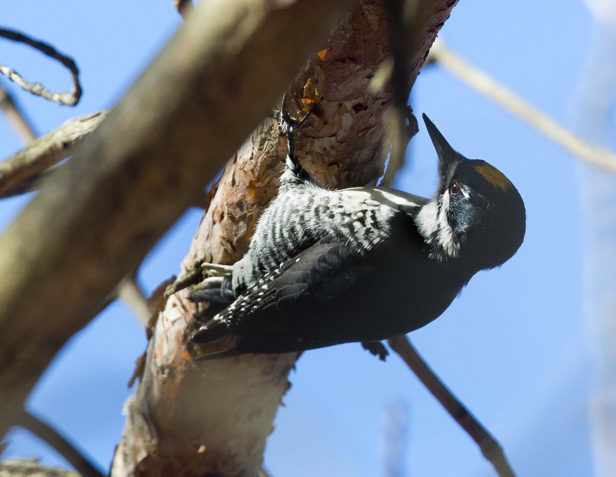 Black-backed Woodpecker - ML645670146