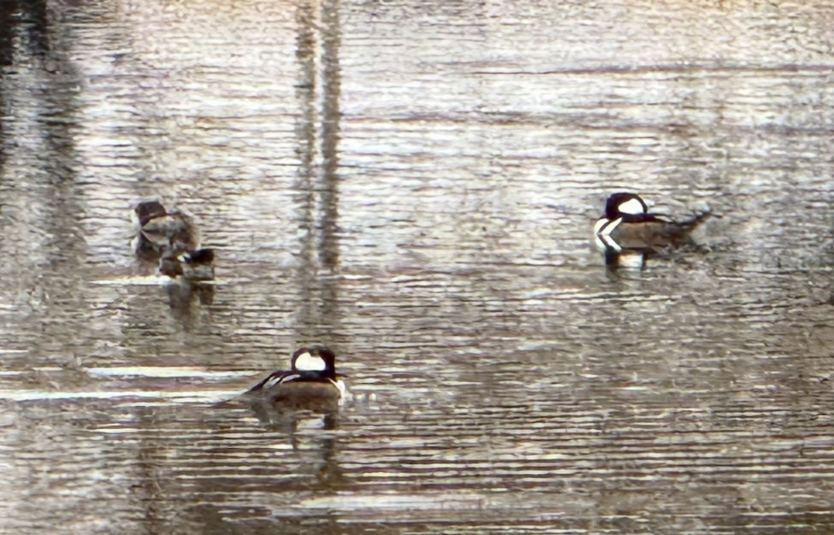 オウギアイサ - ML645670169