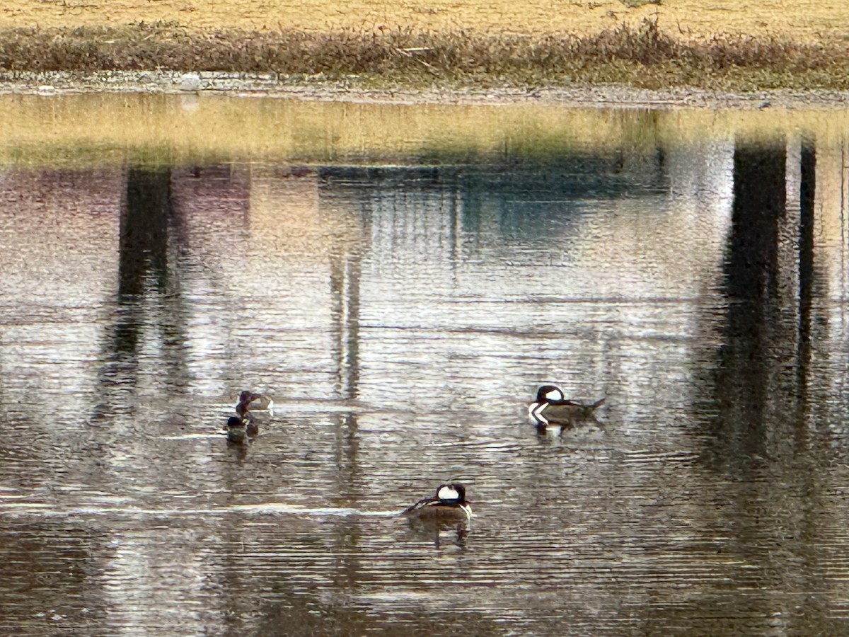 オウギアイサ - ML645670170