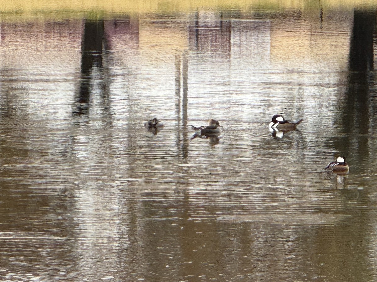 オウギアイサ - ML645670171