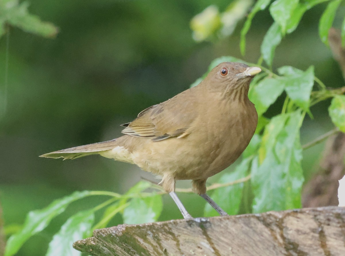 Merle fauve - ML645670172