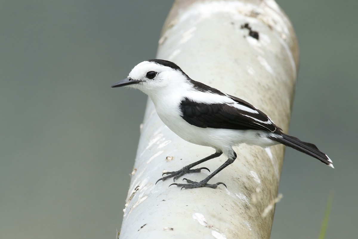 Pied Water-Tyrant - ML645670174