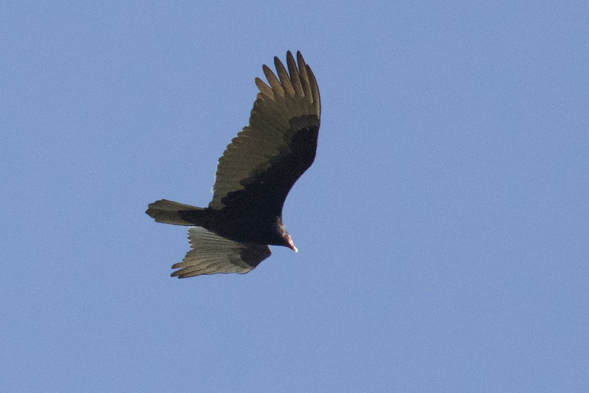 Turkey Vulture - ML645670175