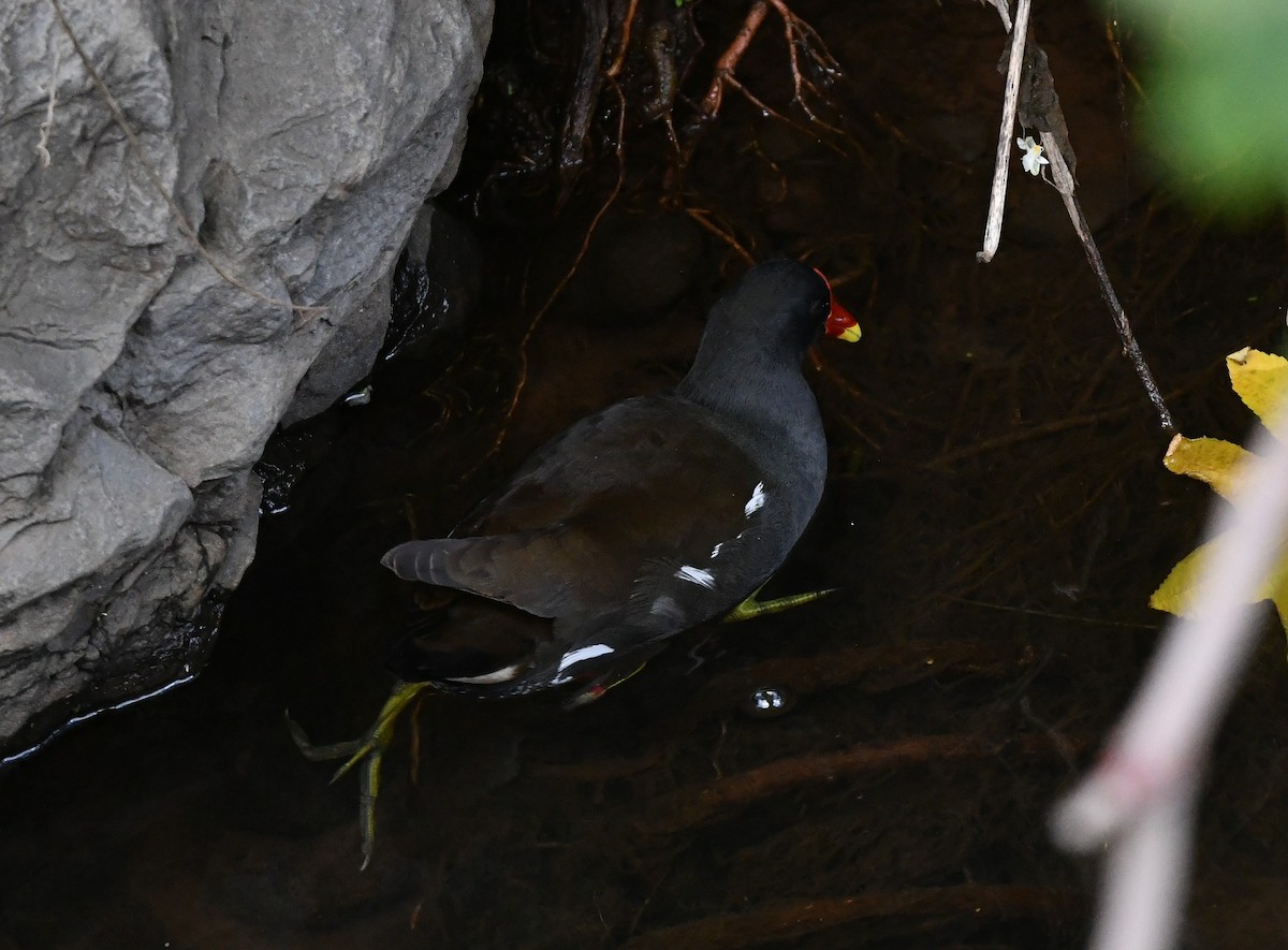 Eurasian Moorhen - ML645670176