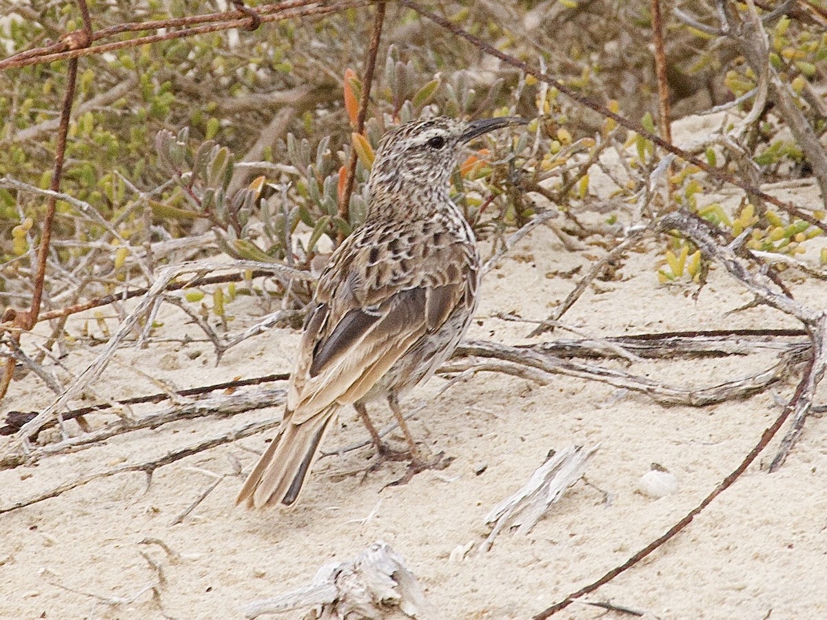 Cape Long-billed Lark - ML645670177