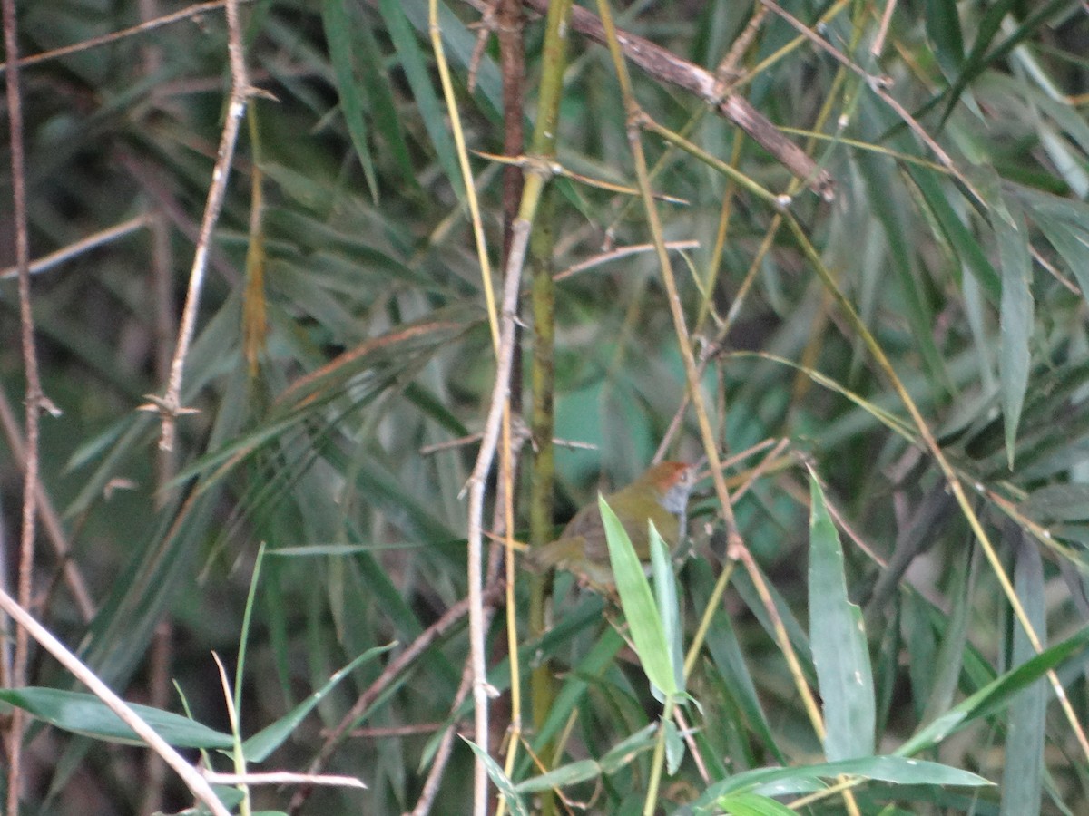 langstjertskredderfugl - ML645670179