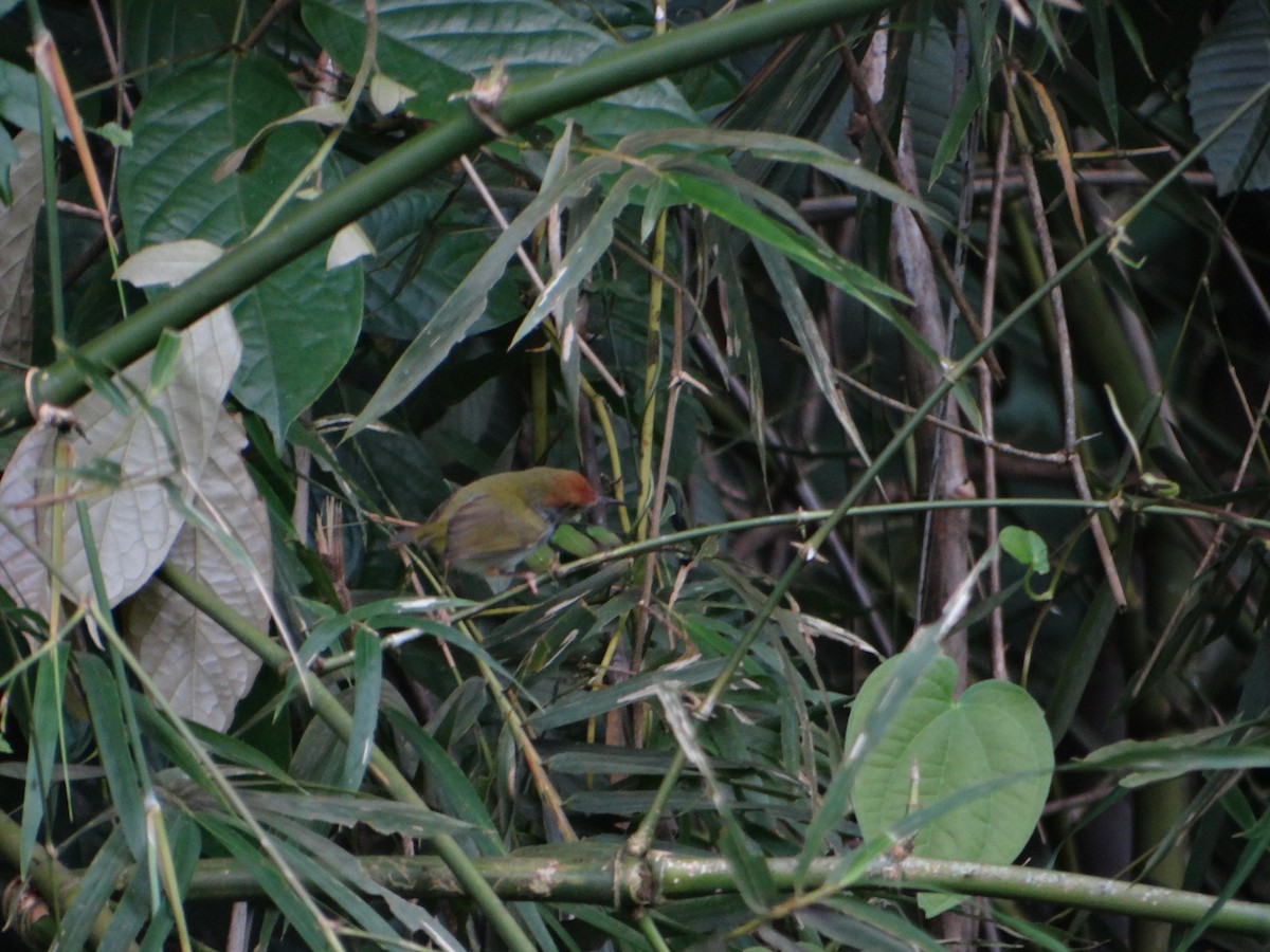 langstjertskredderfugl - ML645670180