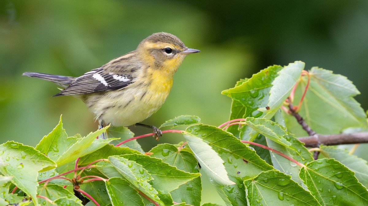 Blackburnian Warbler - ML645670181
