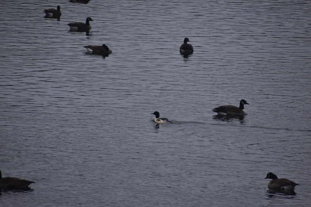 Common Merganser - ML645670191