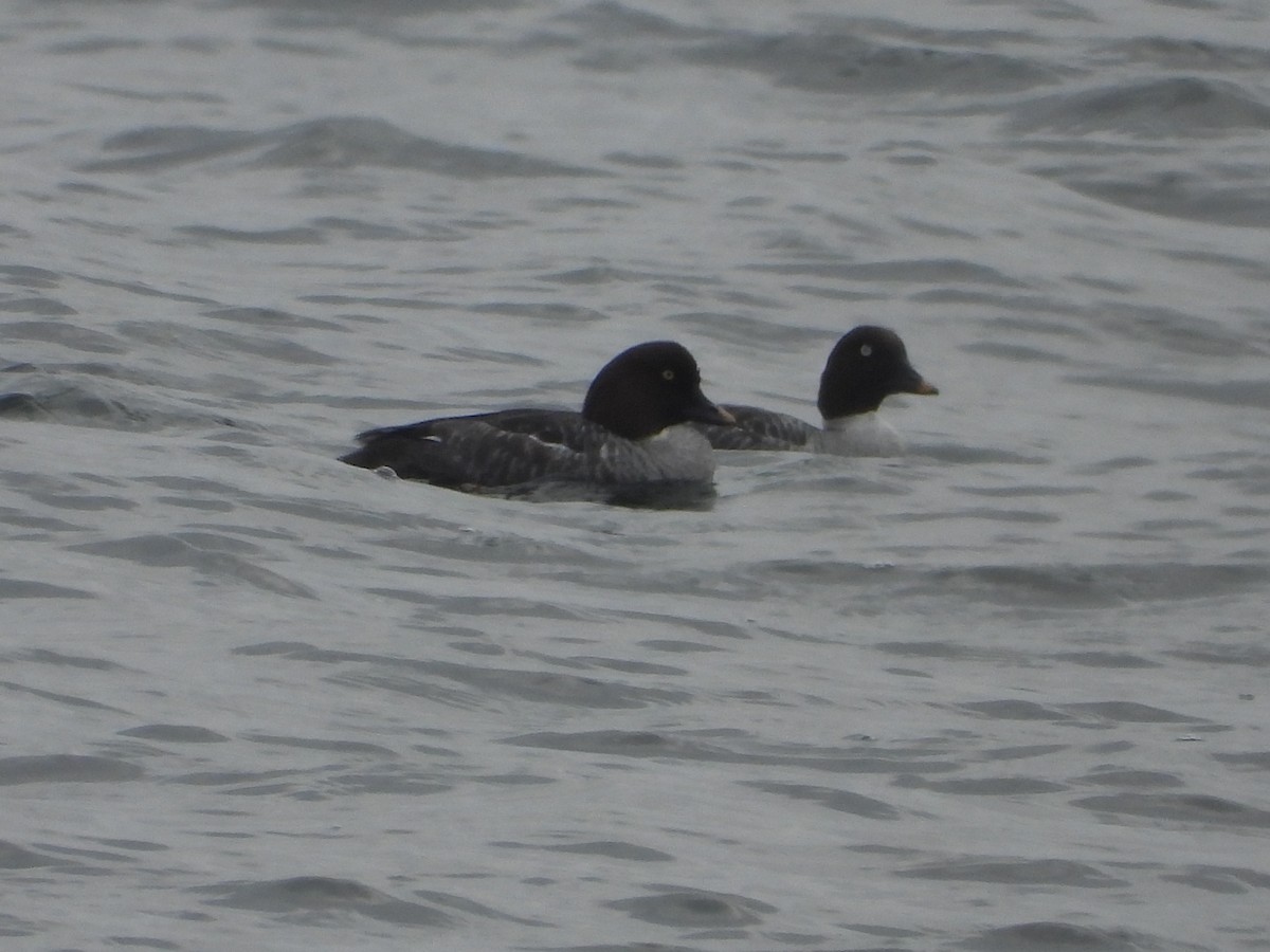 Common Goldeneye - ML645670196