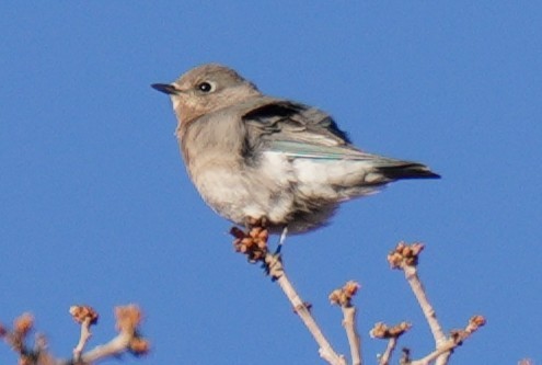 salašník horský - ML645670202