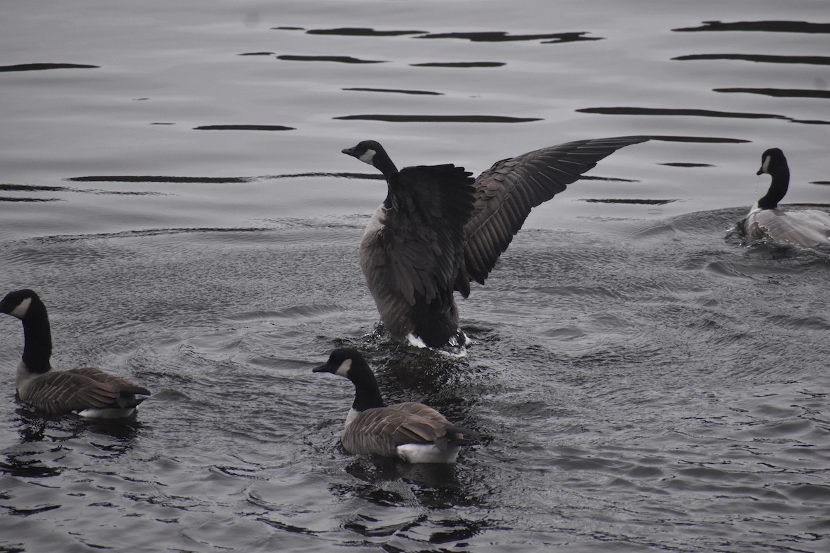 Canada Goose - ML645670212