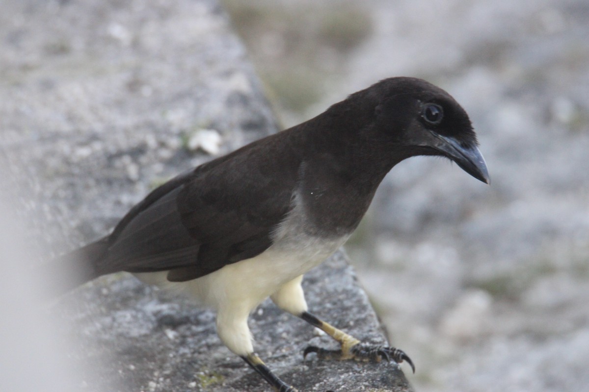 Brown Jay - ML645670226