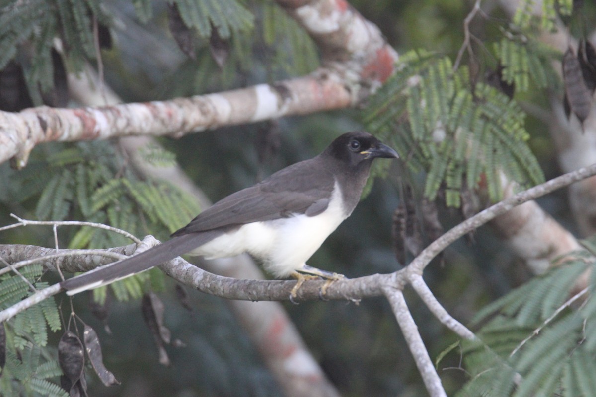 チャイロカケス - ML645670227