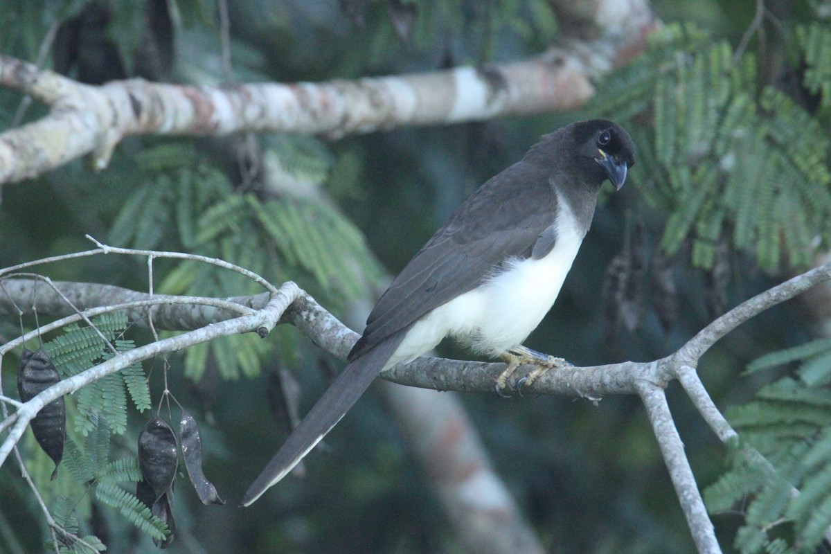 チャイロカケス - ML645670229