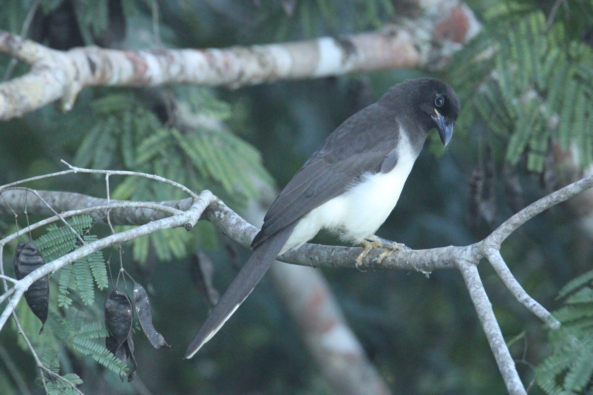 チャイロカケス - ML645670232