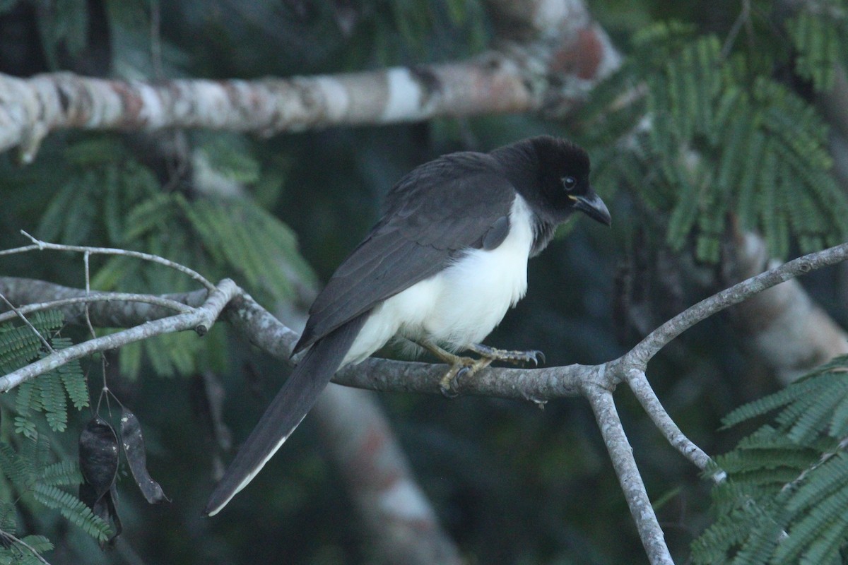 チャイロカケス - ML645670233